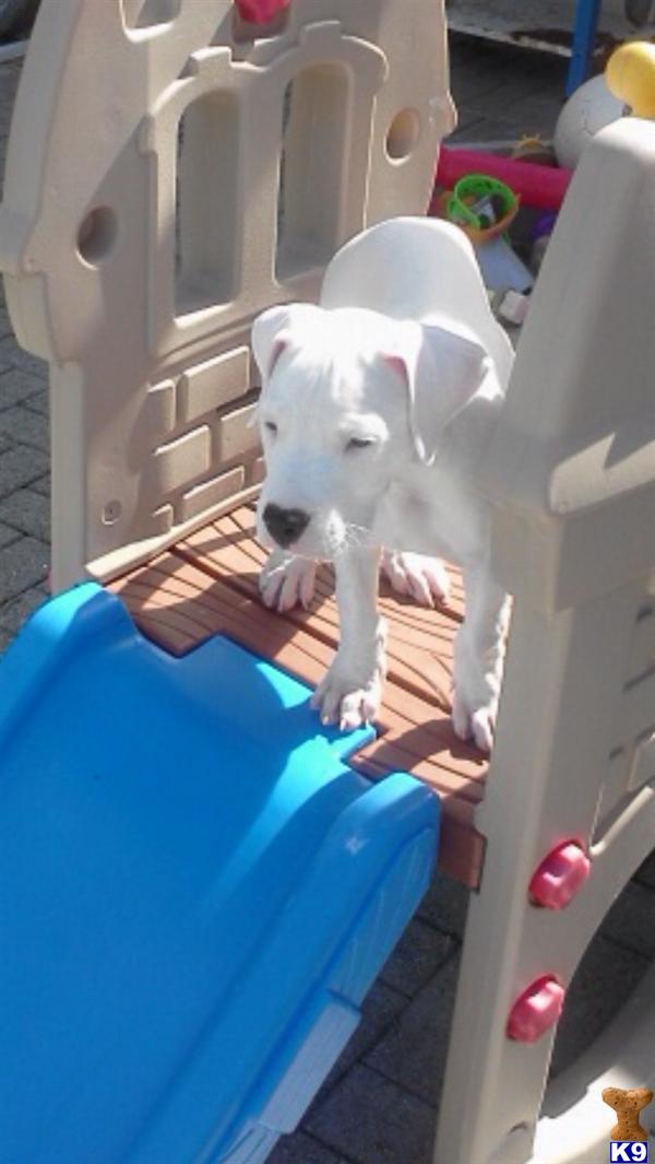 dogo argentino puppy posted by Cordoba Dogos